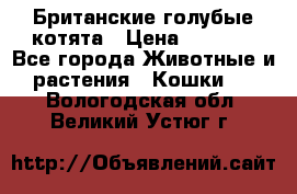 Британские голубые котята › Цена ­ 5 000 - Все города Животные и растения » Кошки   . Вологодская обл.,Великий Устюг г.